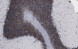 GABA A Receptor alpha 6, Rabbit anti-Rat, Bovine, Polyclonal, Millipore